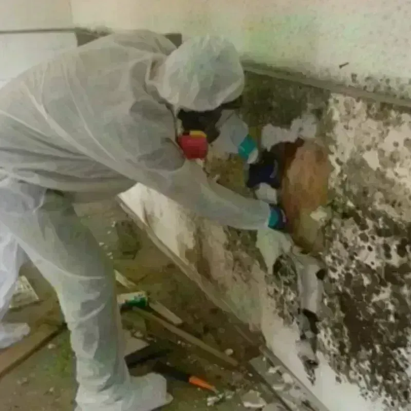 Mold Remediation and Removal in Lindale, GA